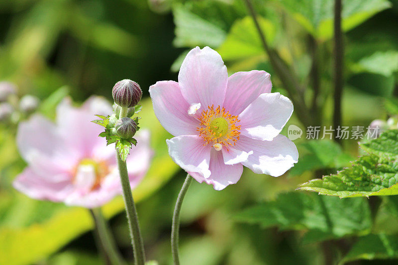 粉红色的日本银莲花(anemone hybrida 'Elegans')的大图